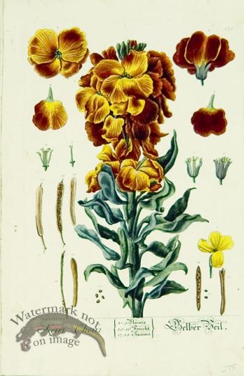 Blackwell German 107